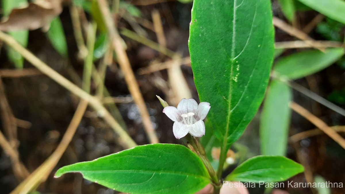 Strobilanthes rhytisperma C.B.Clarke